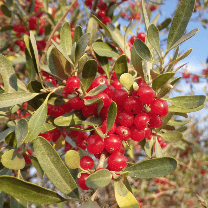 Des images de diff�rentes plantes